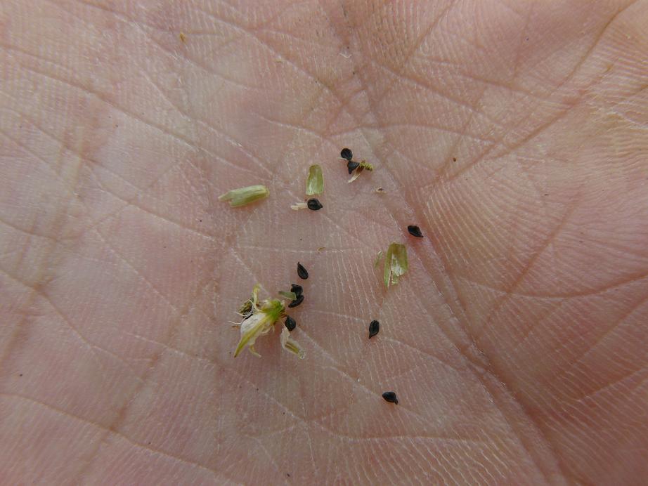 caryophyllaceae - Petrorhagia saxifraga